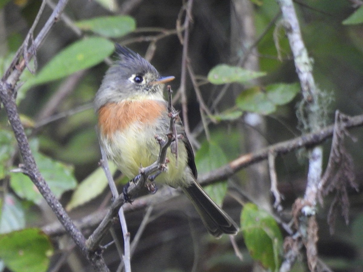 Belted Flycatcher - ML645583581