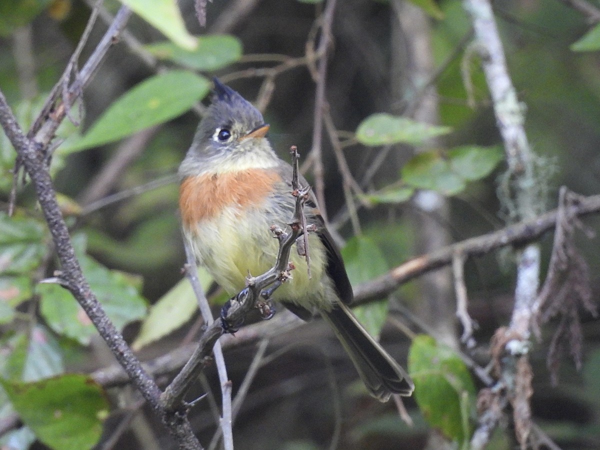 Belted Flycatcher - ML645583582