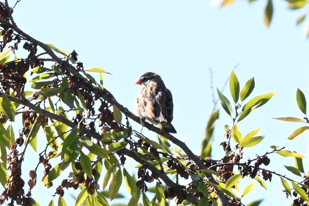 Pin-tailed Whydah - ML645583583
