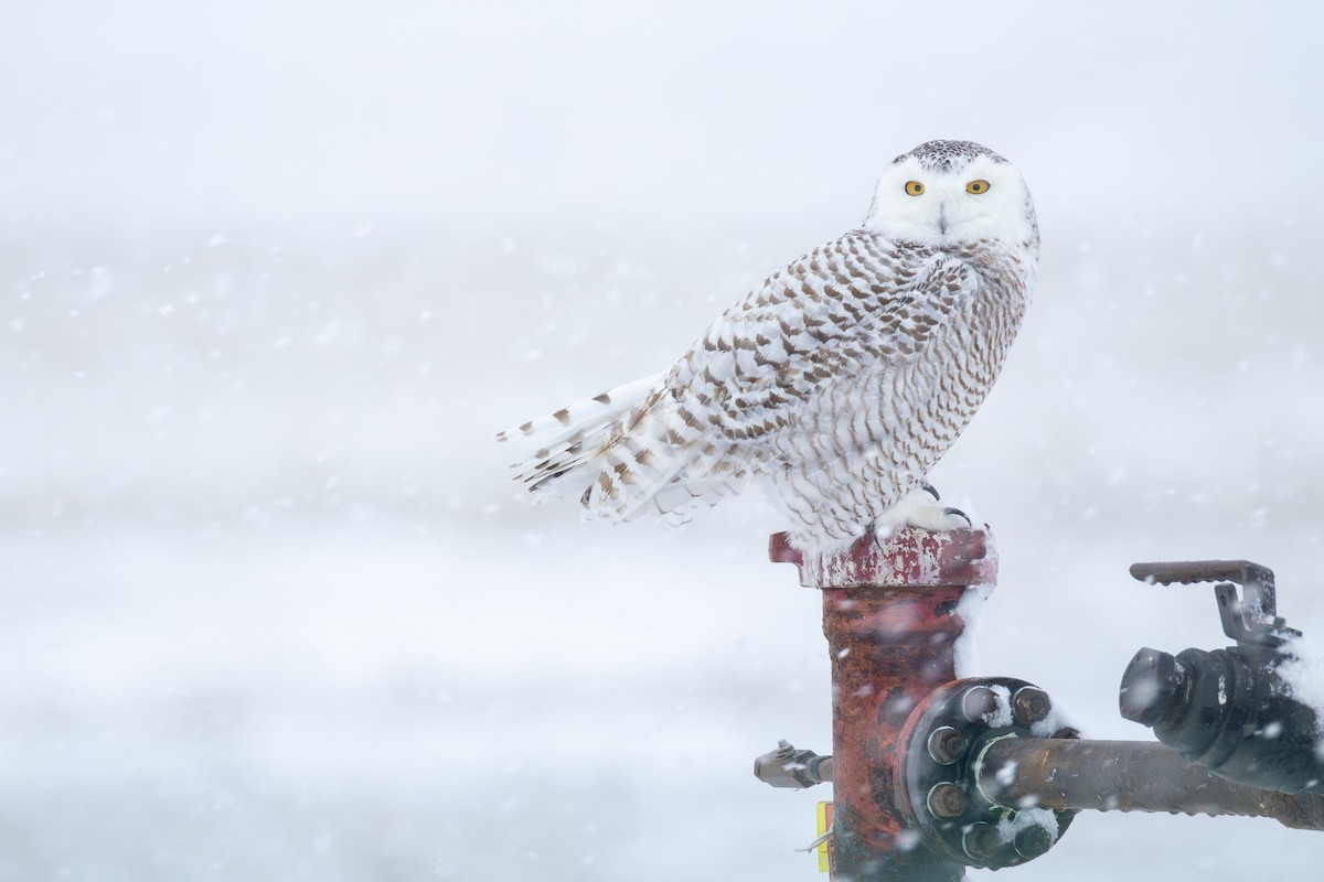 Snowy Owl - ML645583585
