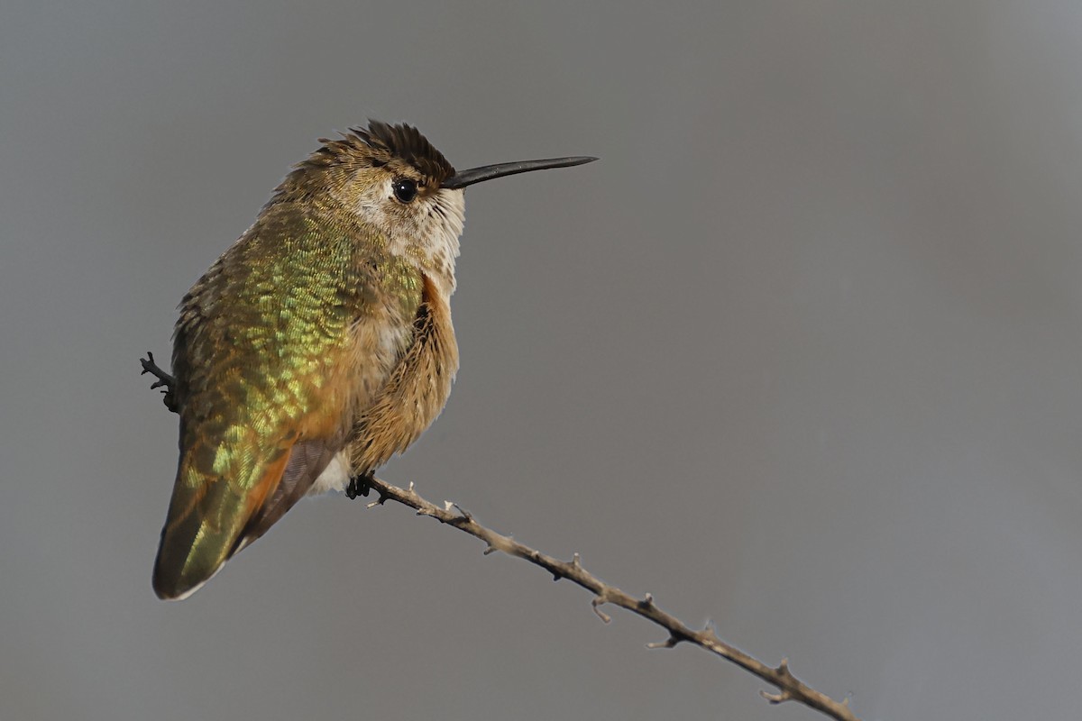 Rufous Hummingbird - ML645583586