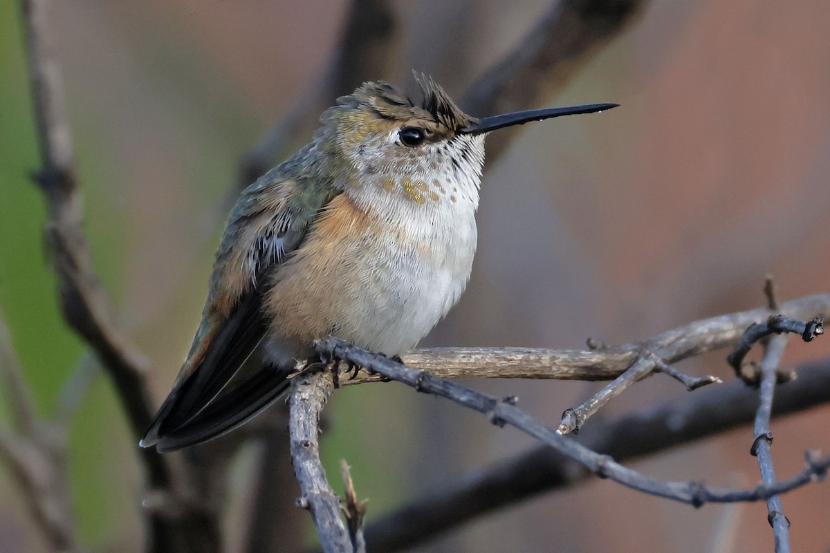 Rufous Hummingbird - ML645583588