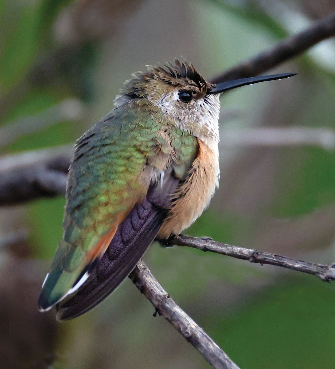 Rufous Hummingbird - ML645583590