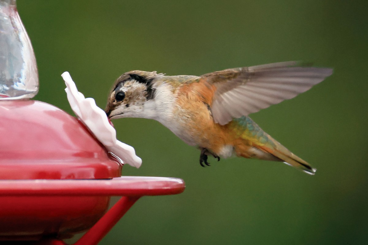 Rufous Hummingbird - ML645583591