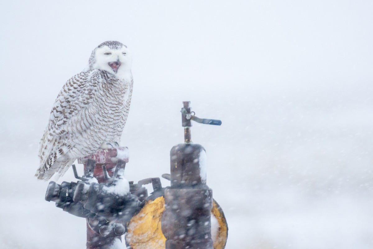 Snowy Owl - ML645583596