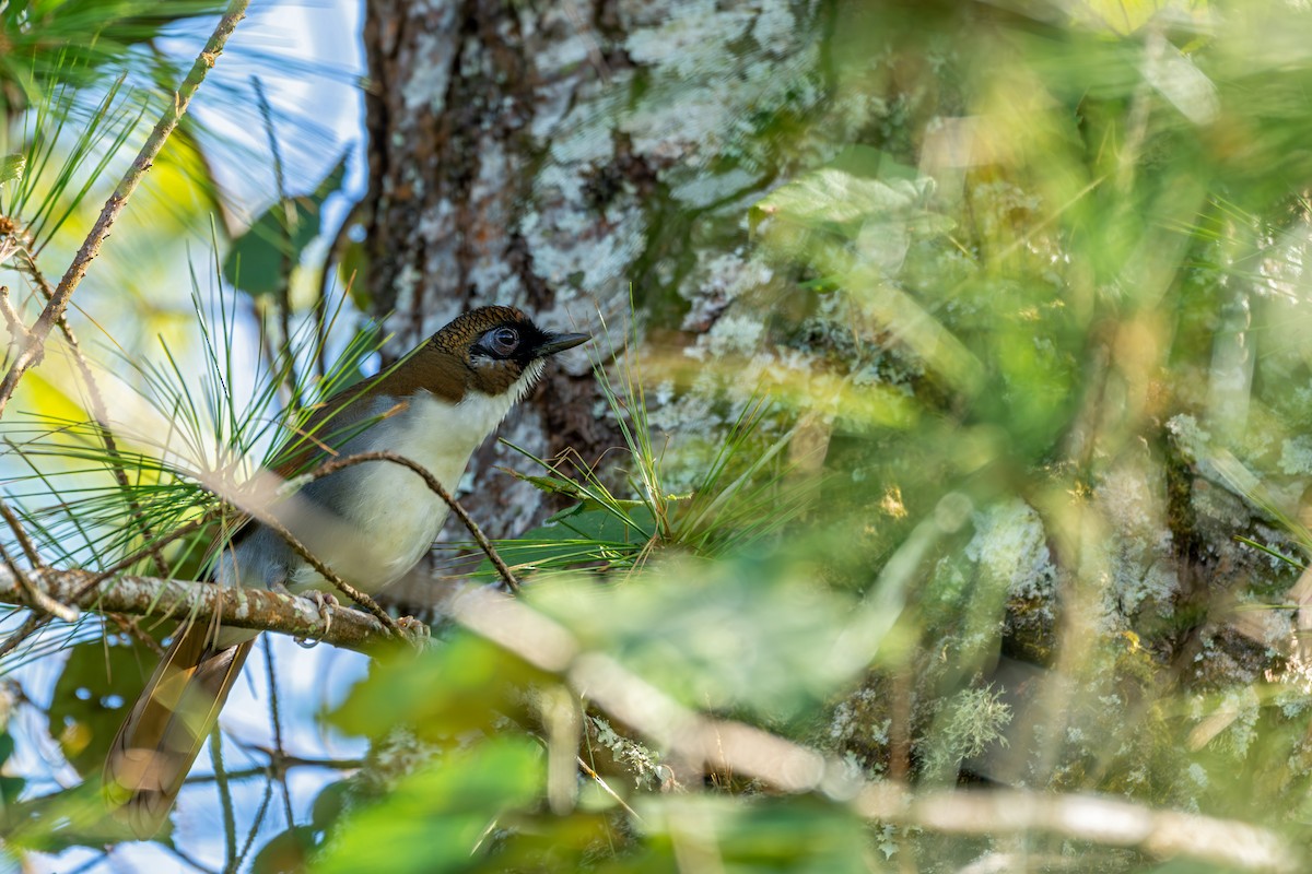 Maskeli Kızıl Gevezeardıç - ML645583600