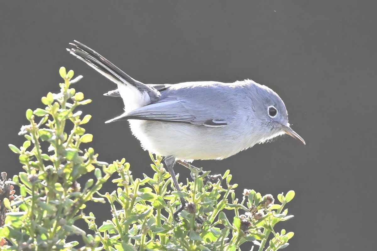 Gökrengi Bitkuşu - ML645583610