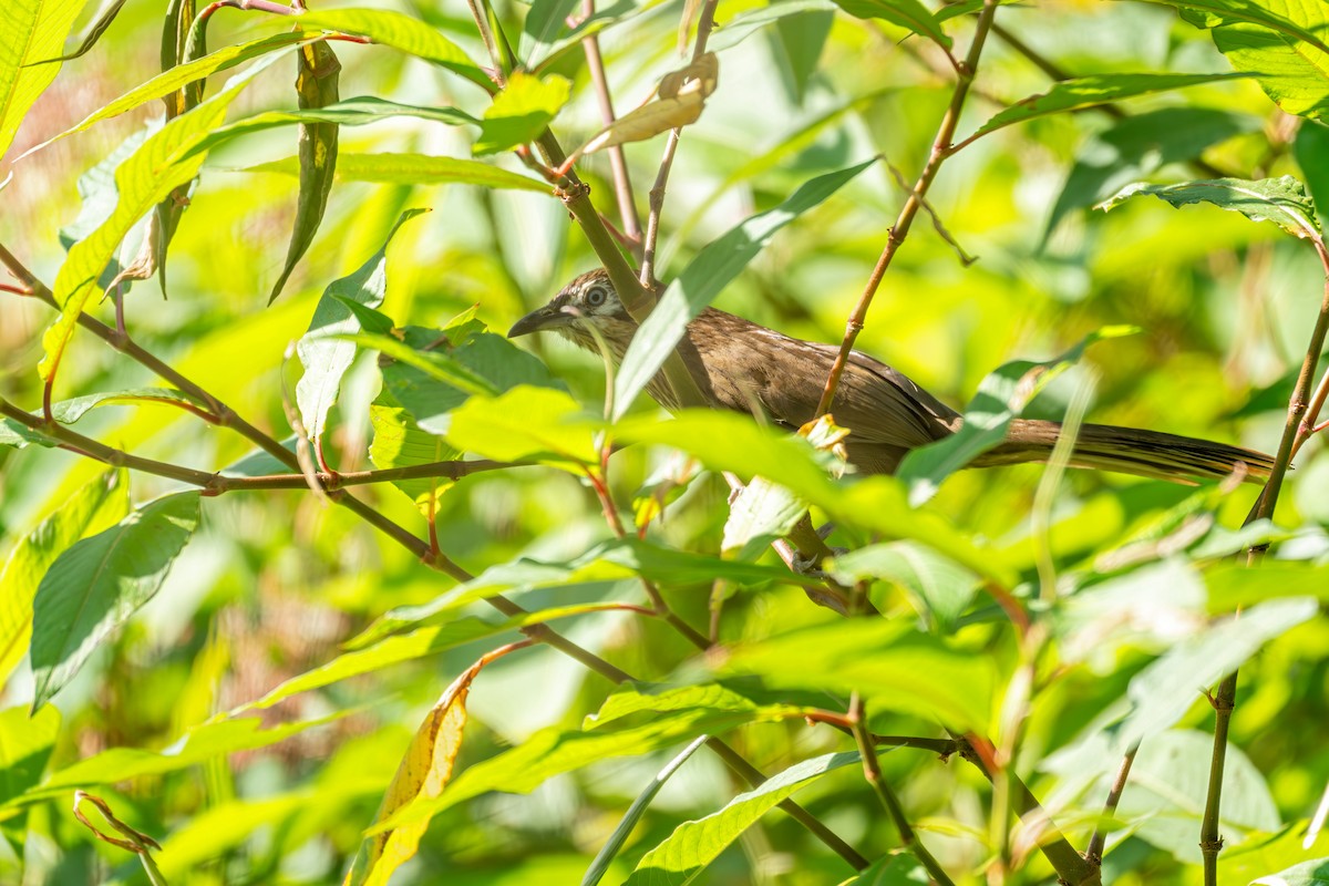 Nepal Yedikardeşi - ML645583613