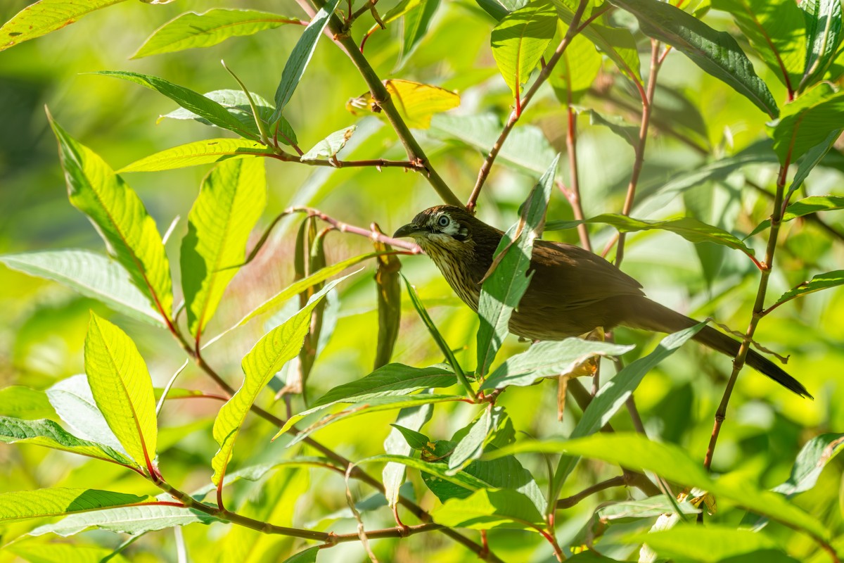 Nepal Yedikardeşi - ML645583615