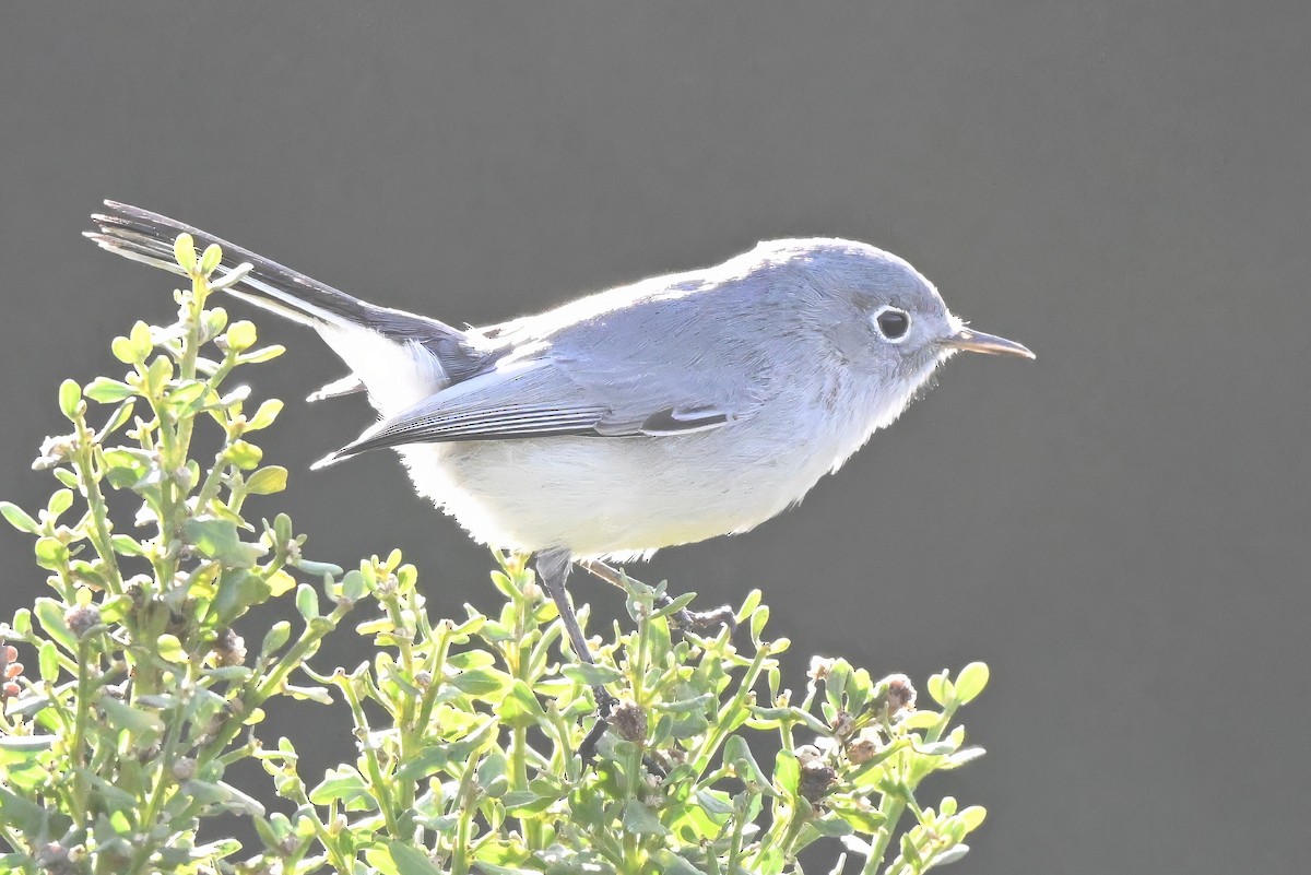 Gökrengi Bitkuşu - ML645583616