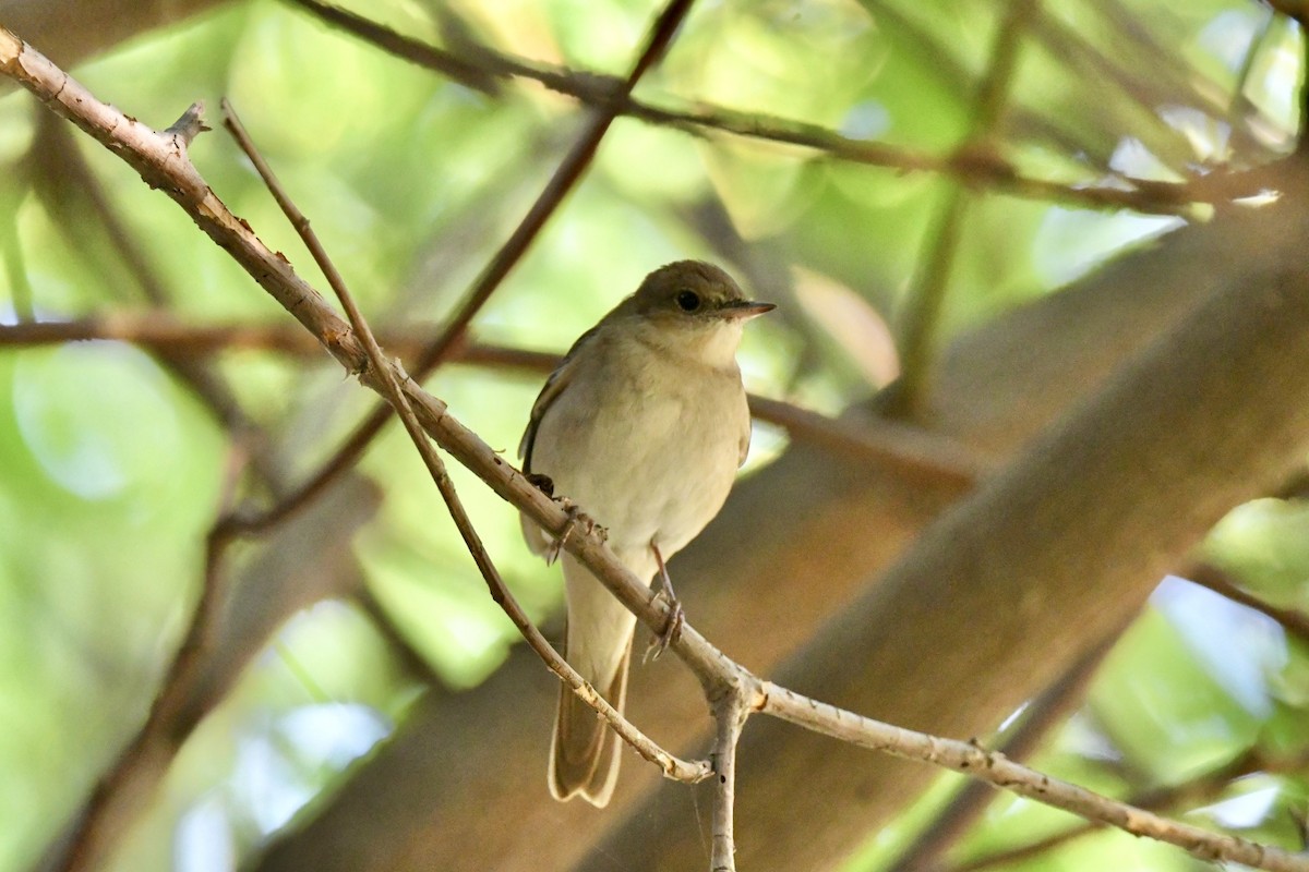 Bülbül - ML645583617