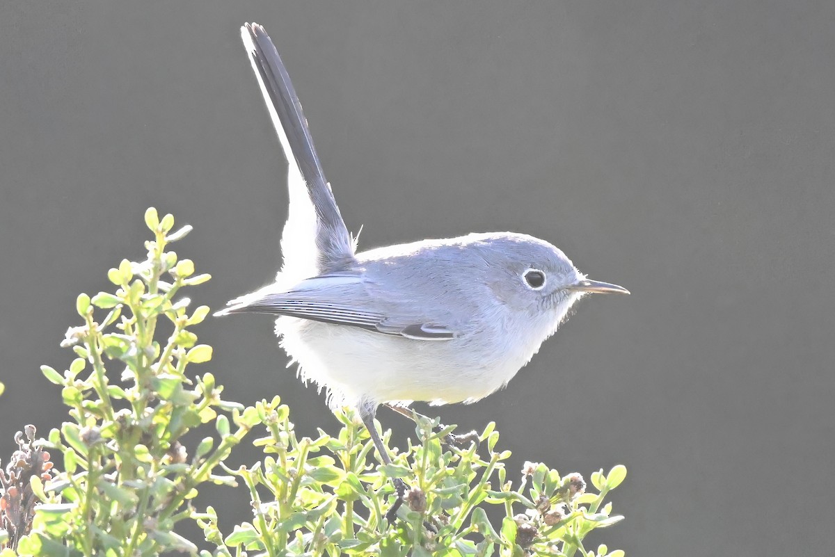 Gökrengi Bitkuşu - ML645583619