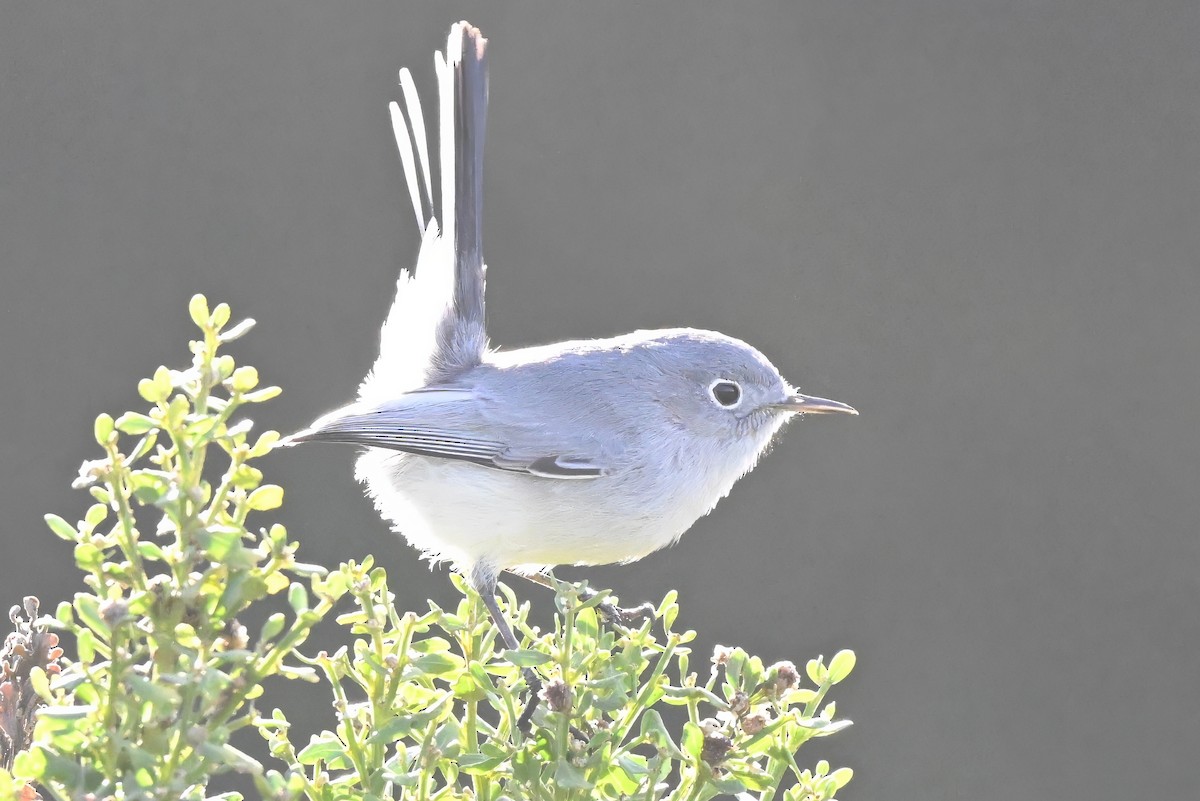 Gökrengi Bitkuşu - ML645583620