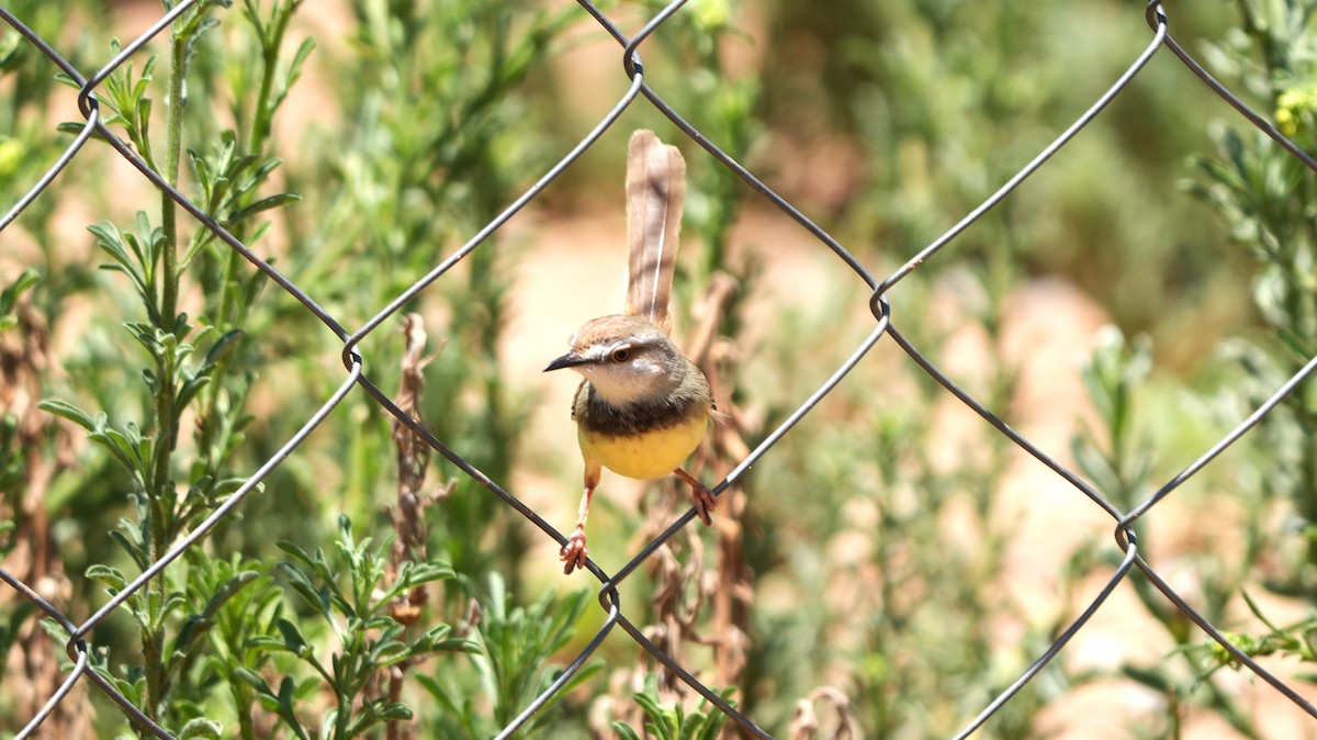 Kara Göğüslü Prinya - ML645583621