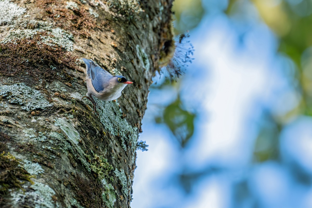 Kadife Alınlı Sıvacı - ML645583623