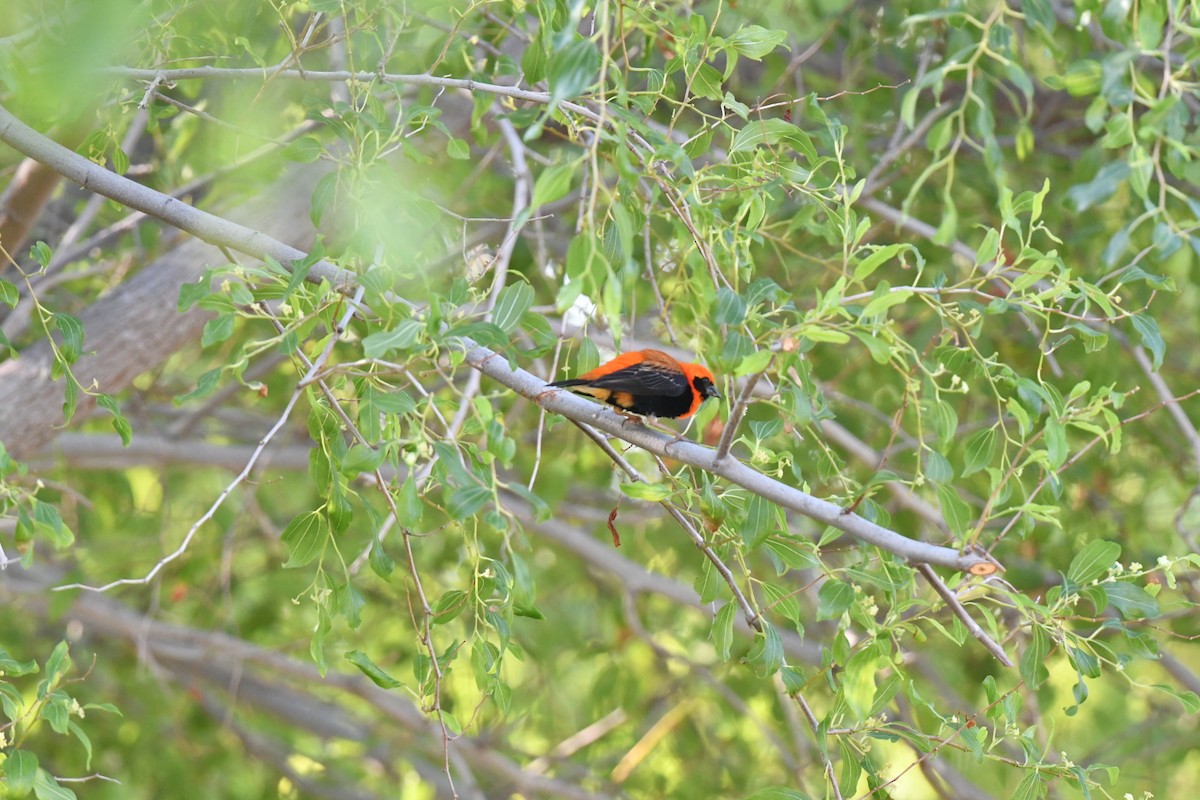 Turuncu Piskopos - ML645583626