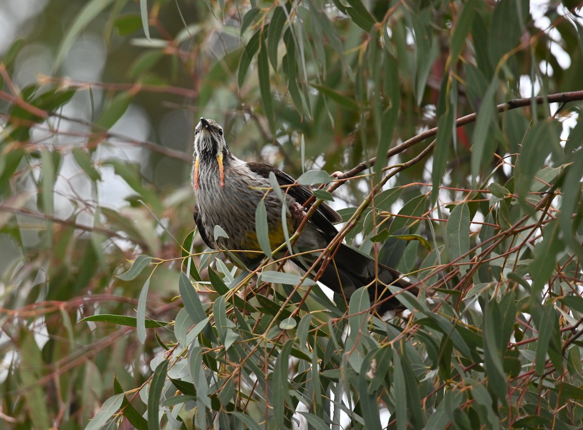 Sarı Küpeli Balkuşu - ML645583627