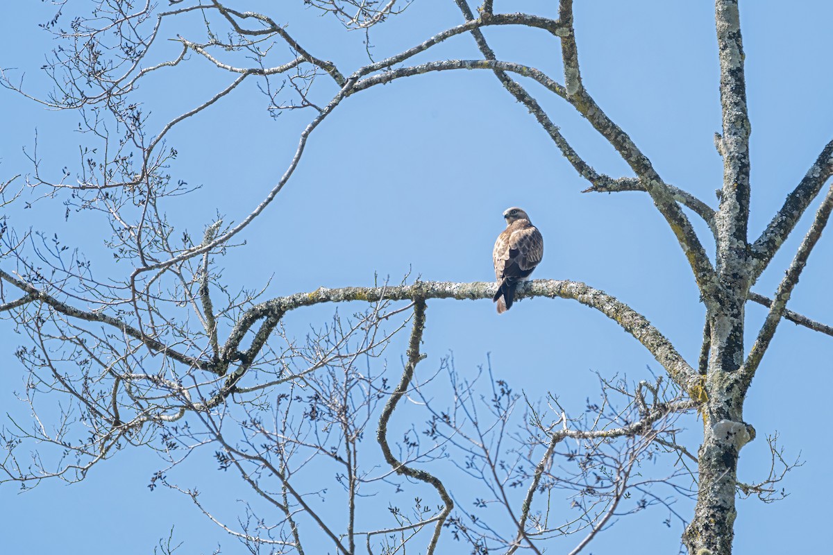 Himalaya Şahini - ML645583628