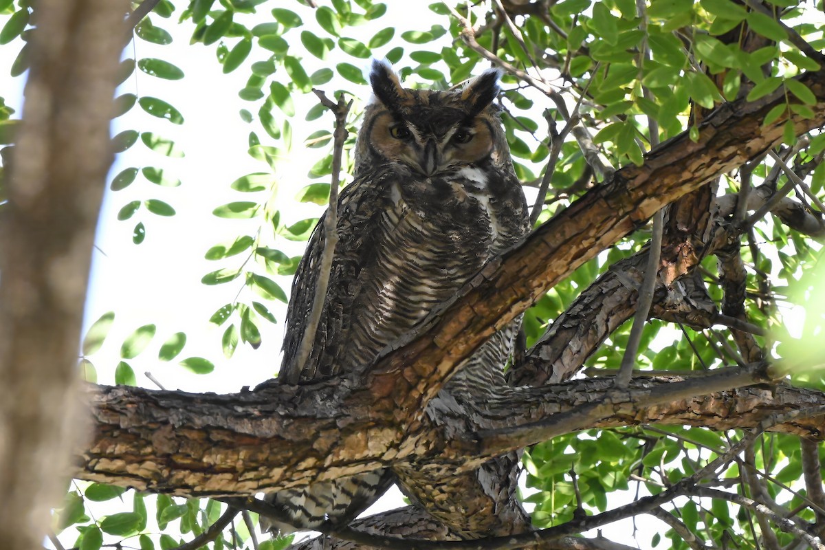 Amerika Puhusu - ML645583629