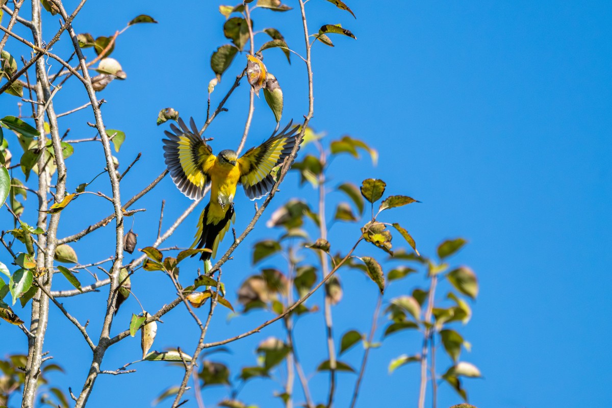 Uzun Kuyruklu Minivet - ML645583630
