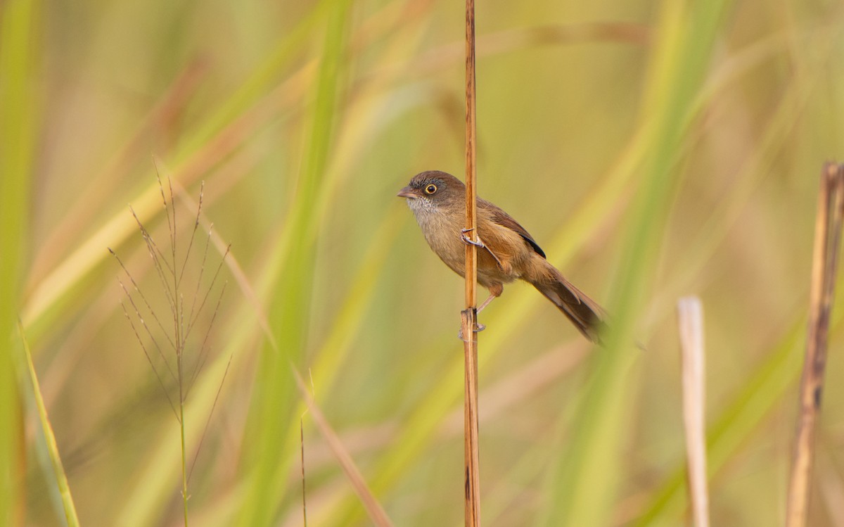 Jerdon Fulvettası - ML645583631