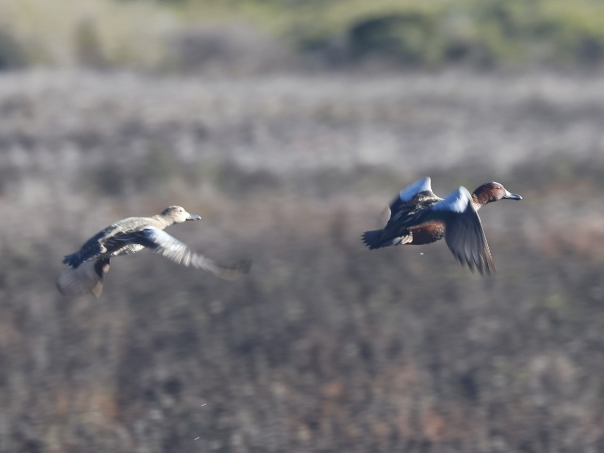 Kızıl Ördek - ML645583632