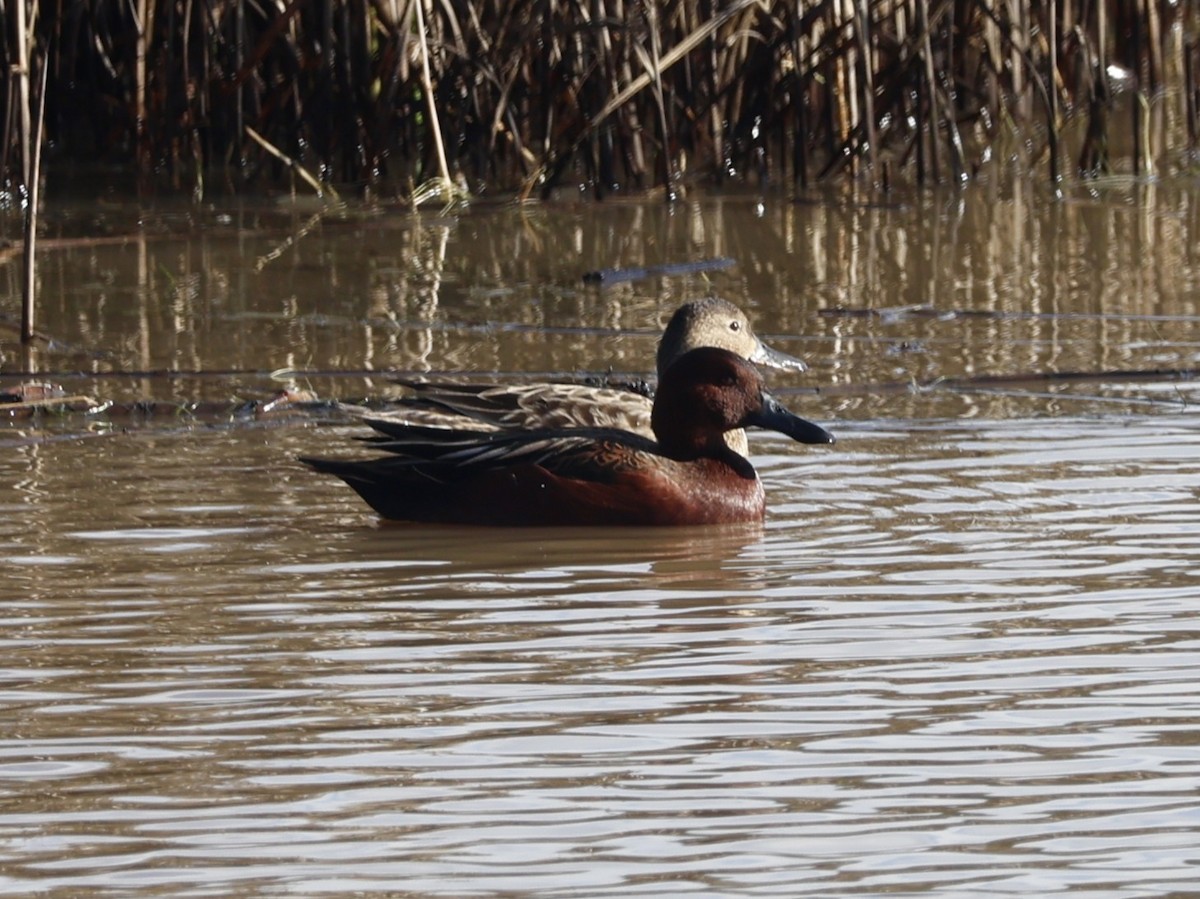 Kızıl Ördek - ML645583633