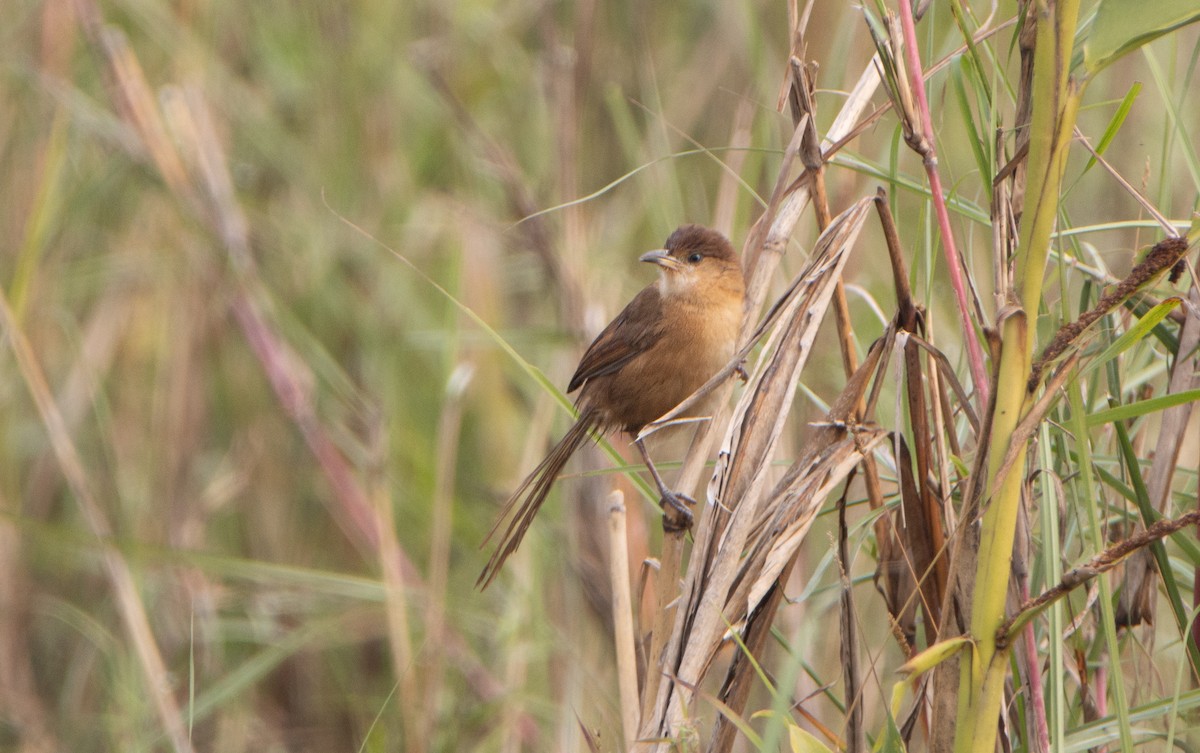 İnce Gagalı Yedikardeş - ML645583634