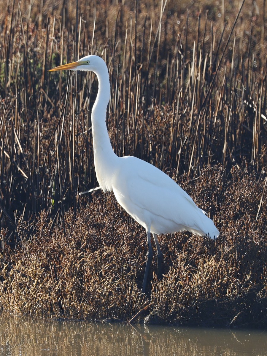 Büyük Ak Balıkçıl (egretta) - ML645583635