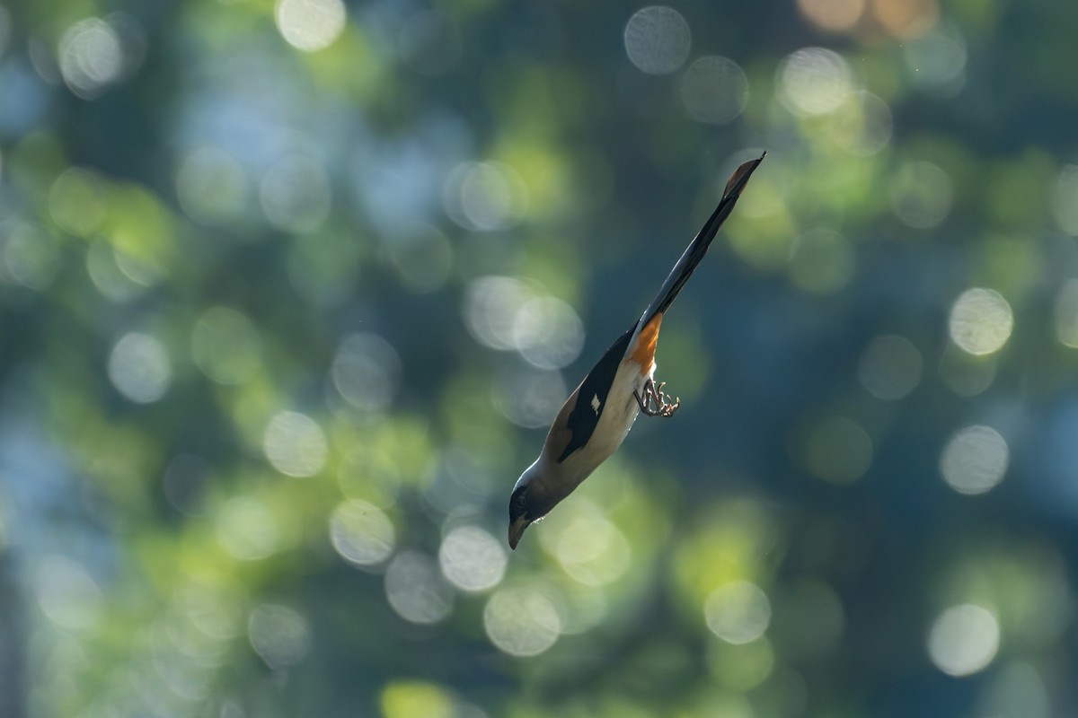 Gri Saksağan - ML645583636