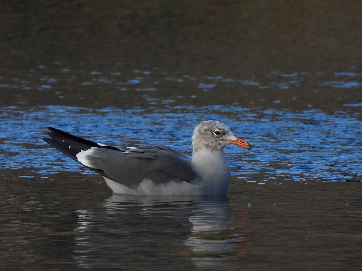 Heermann Martısı - ML645583637