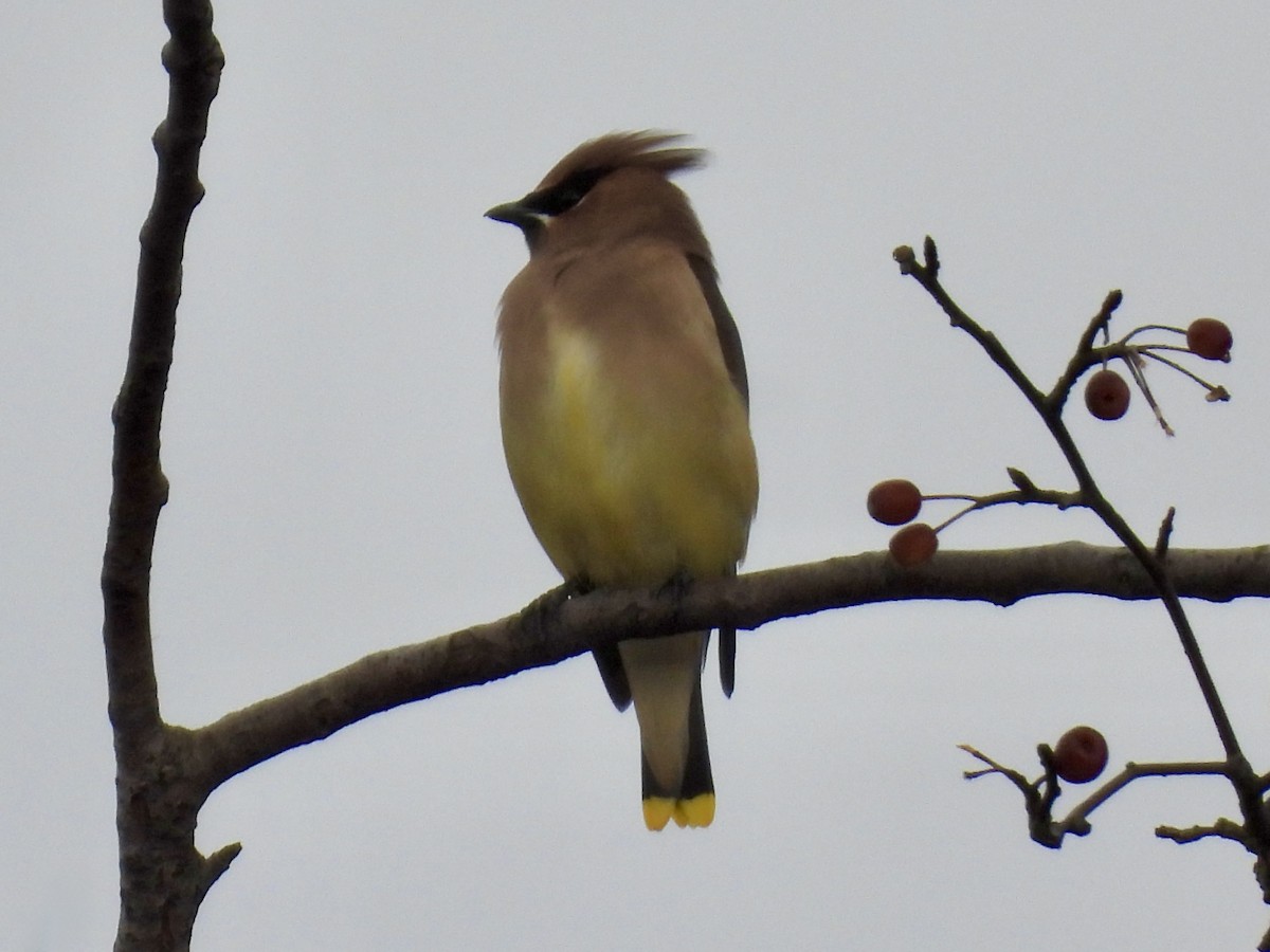 Sedir İpekkuyruğu - ML645583638