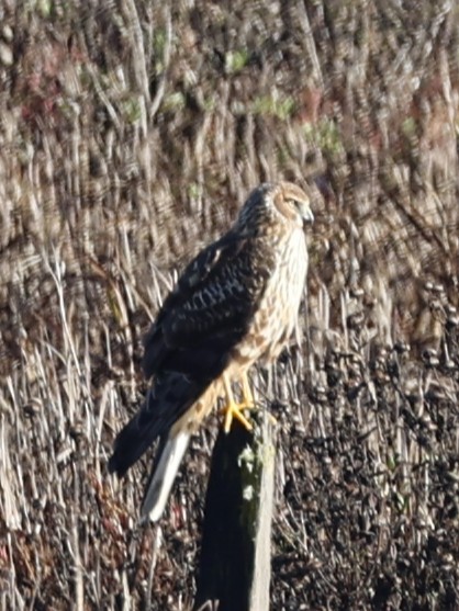 Amerika Delicesi - ML645583639