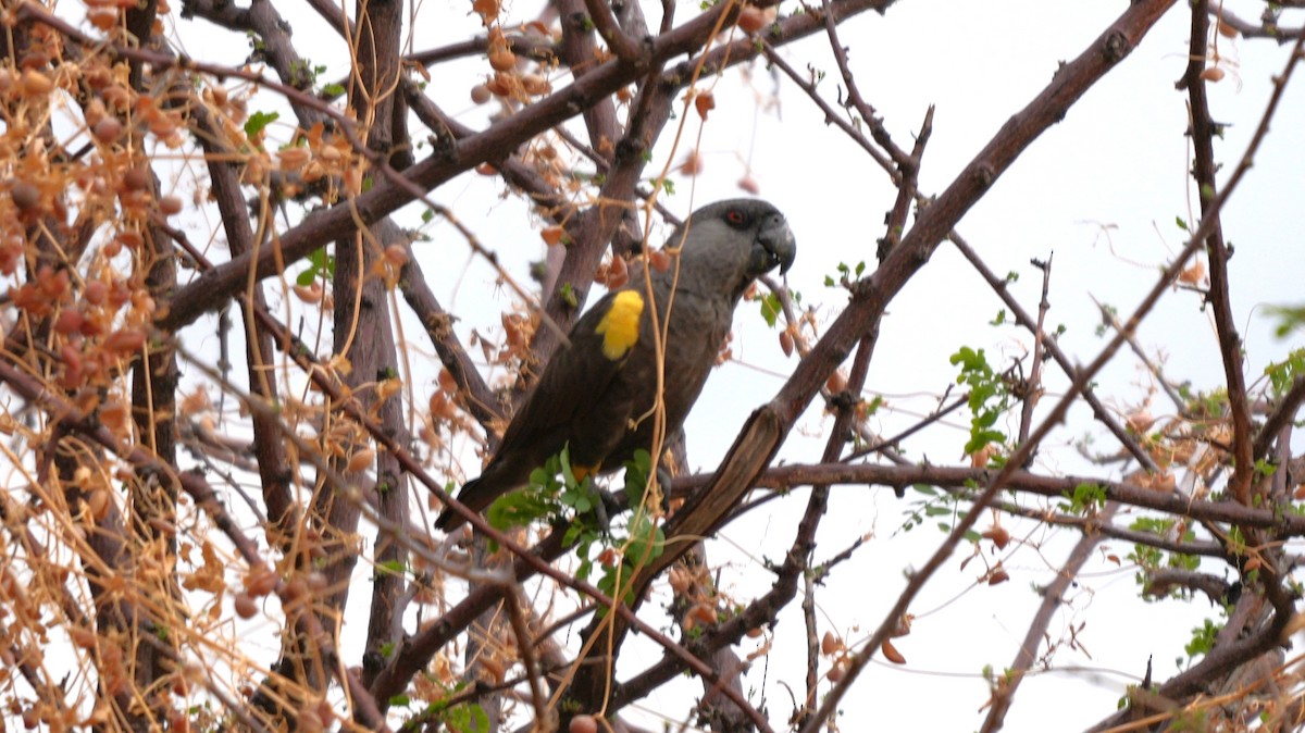 Perroquet de Rüppell - ML645583640