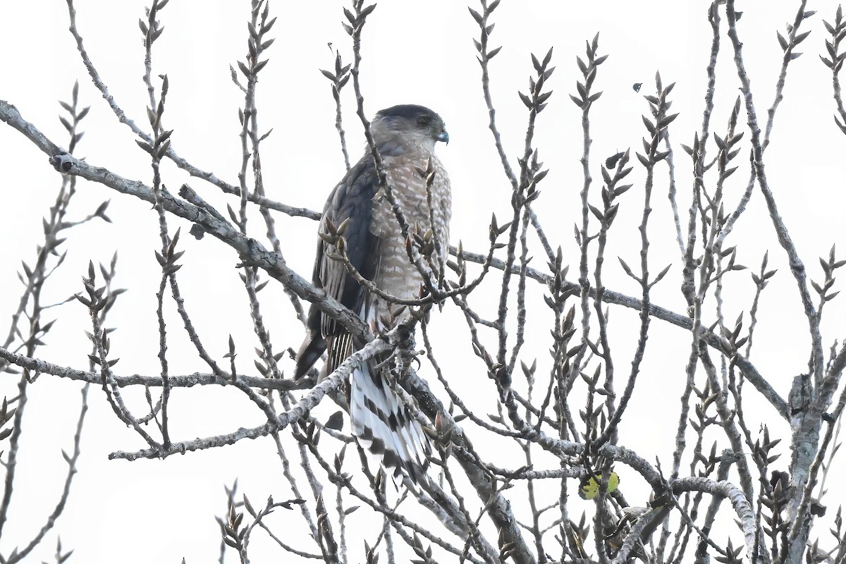 Cooper Atmacası - ML645583641