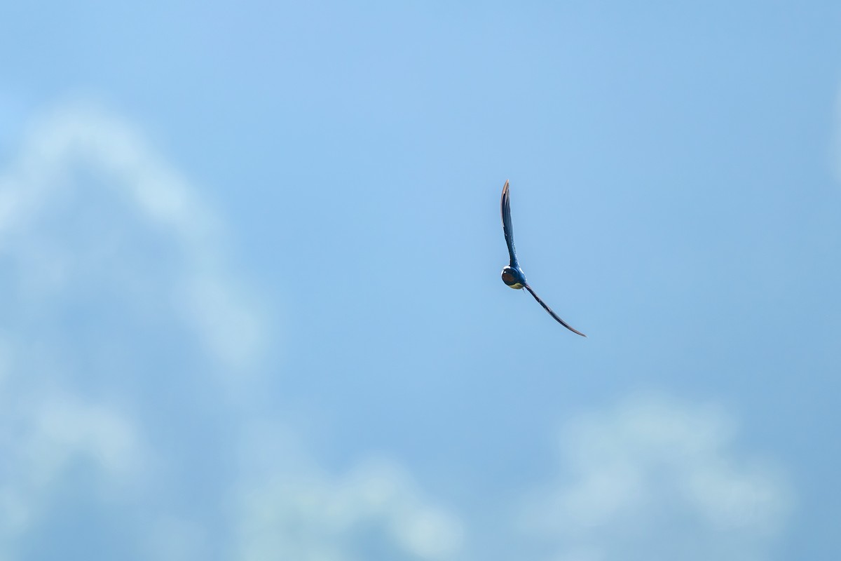 Ластівка сільська (підвид rustica) - ML645583642