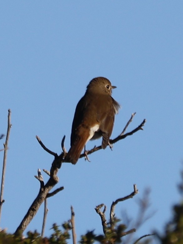 Hermit Thrush - ML645583645