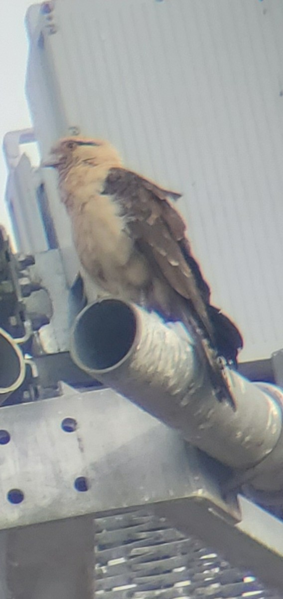 Yellow-headed Caracara - ML645583647