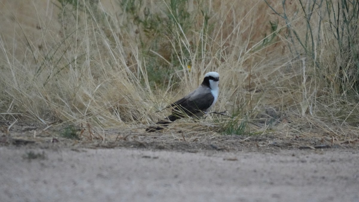 Ak Taçlı Örümcekkuşu - ML645583648