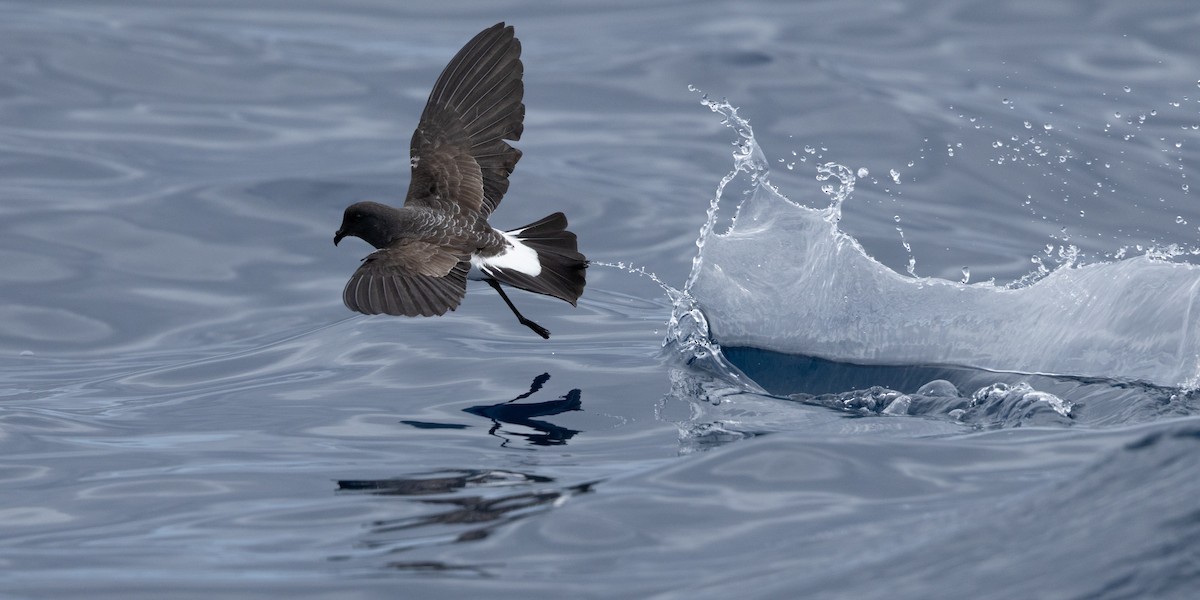 White-bellied Storm-Petrel - ML645583655