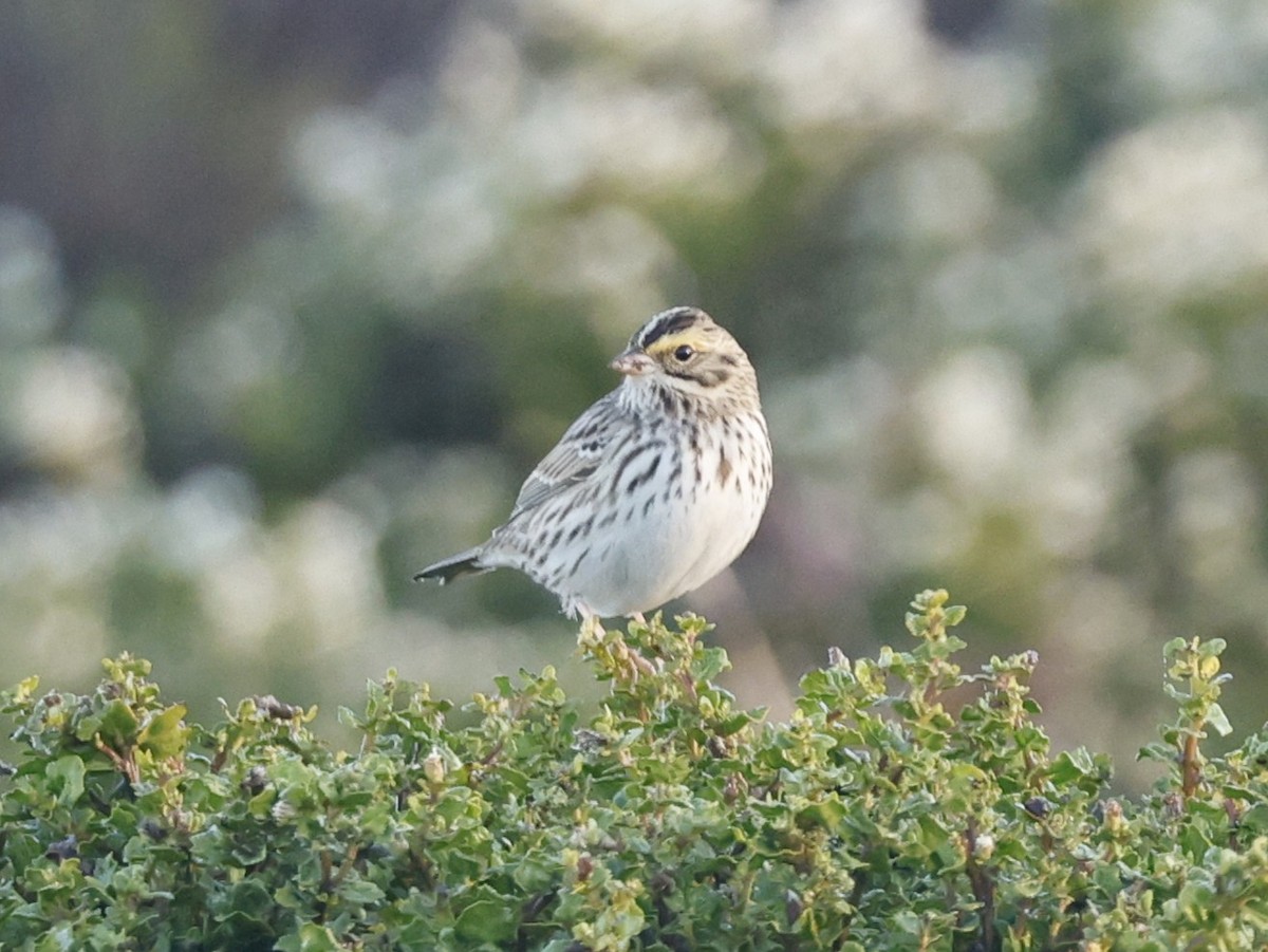 Savannah Sparrow (Savannah) - ML645583659