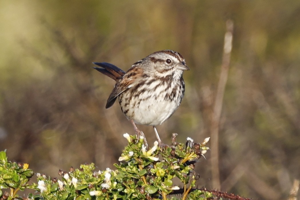 Song Sparrow (heermanni Group) - ML645583664