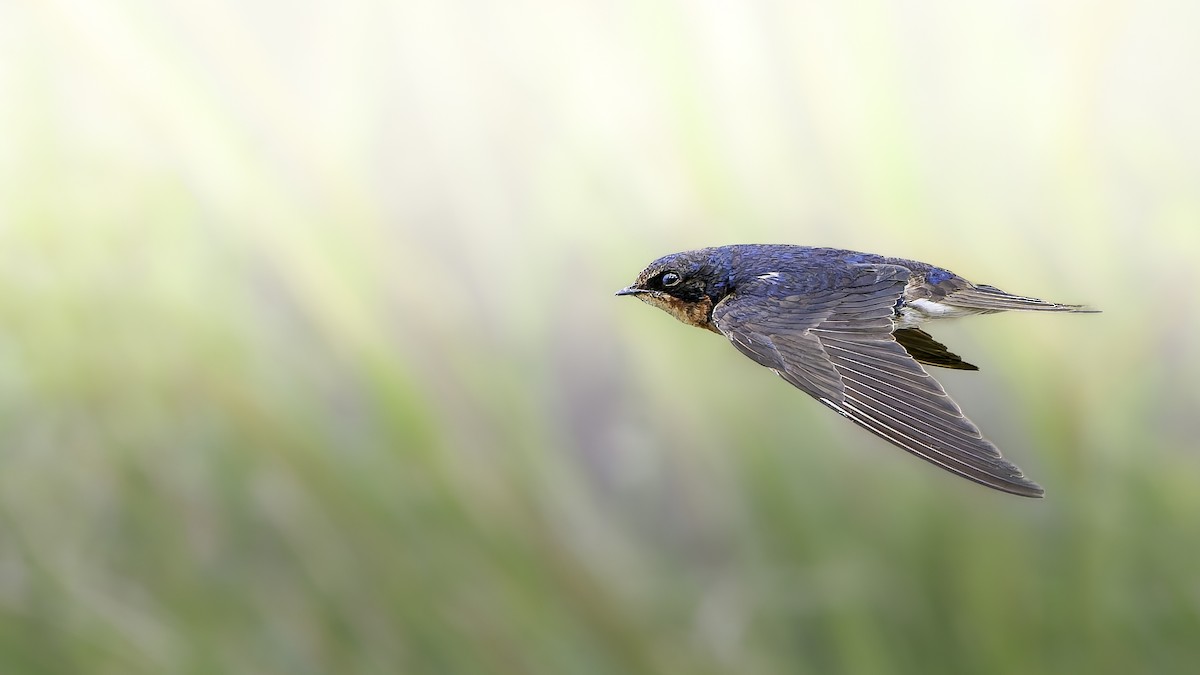 Ластівка сільська - ML645583666