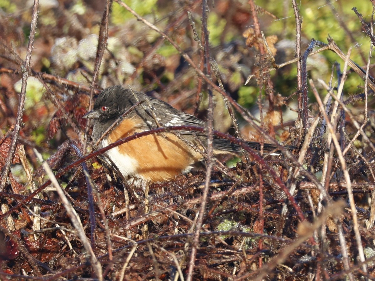 Spotted Towhee (oregonus Group) - ML645583667