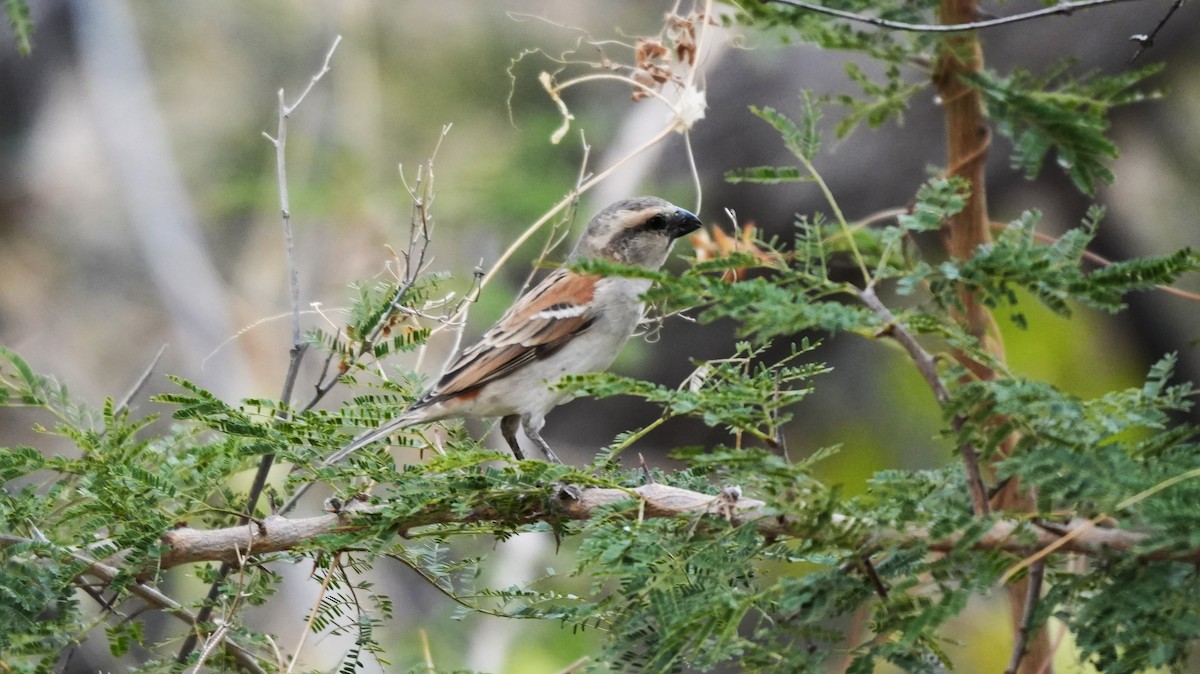 オオスズメ - ML645583669