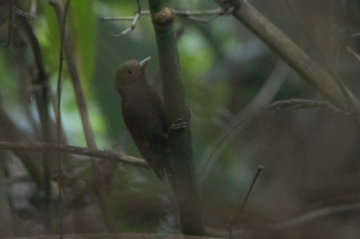 Pale-headed Woodpecker - ML645583673