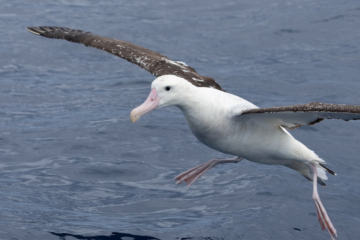 Antipodean Albatross (Gibson's) - ML645583678