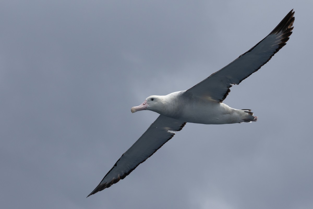 Antipodean Albatross (Gibson's) - ML645583679