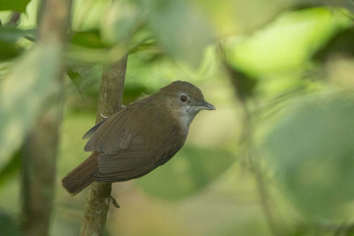 Abbott's Babbler - ML645583681