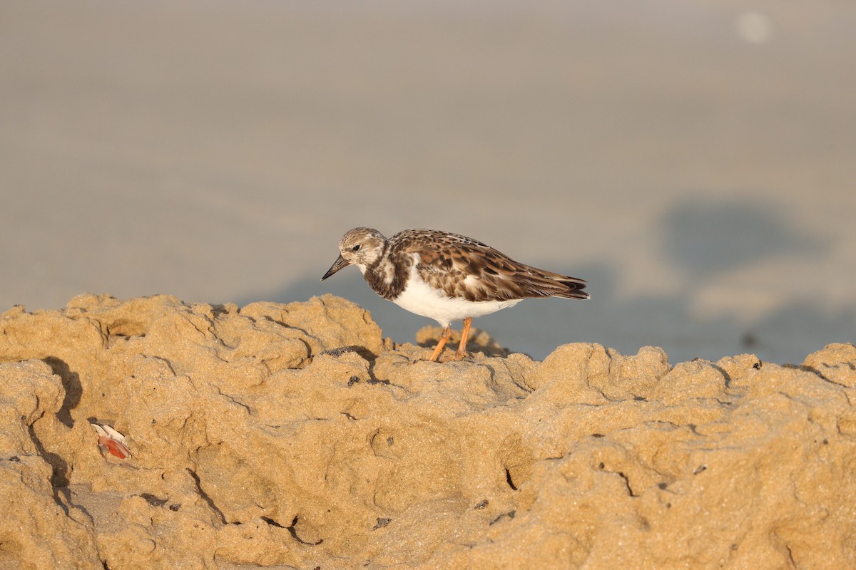 Ruddy Turnstone - ML645583691